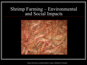 Screenshot for NCSR: Shrimp Farming - Environmental and Social Impacts