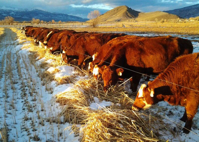 Innovative livestock management includes management of winter feeding to reduce feeding costs and increase profit. 